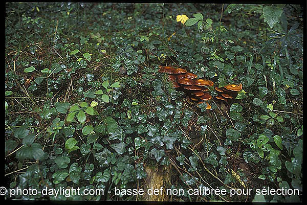 champignon - mushroom